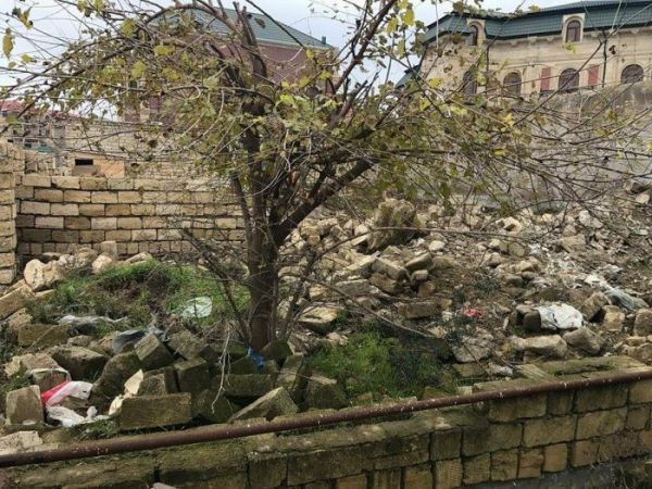 İcra başçısı Bakıda zeytun bağını məhv etdirir - FOTO