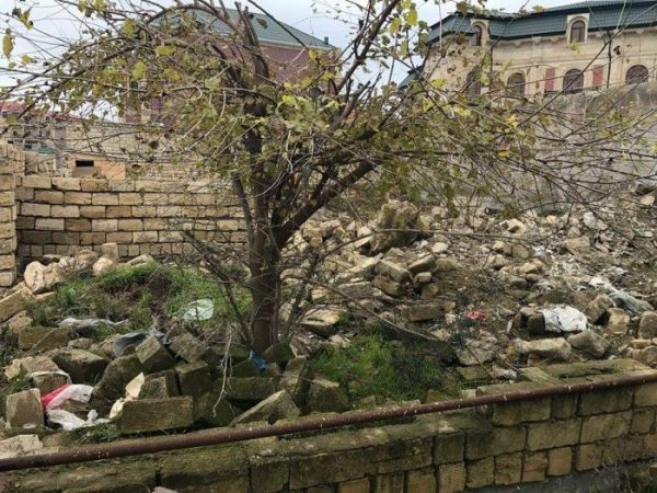 İcra başçısı Bakıda zeytun bağını məhv etdirir - FOTO