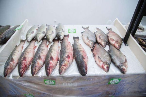 “Kənddən şəhərə...” yarmarkası başladı