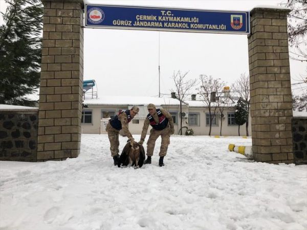 Serbiyada havaya qalxdı, Türkiyədə qanadı qırıldı