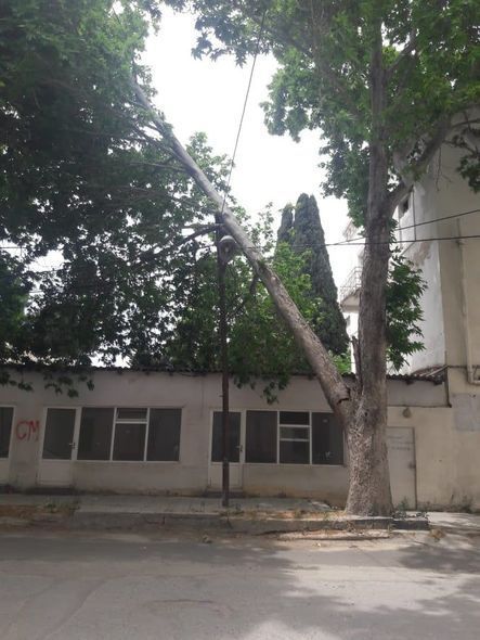 Güclü külək Bakıda ağacları aşırdı 