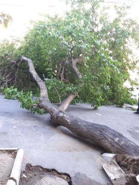 Güclü külək Bakıda ağacları aşırdı 