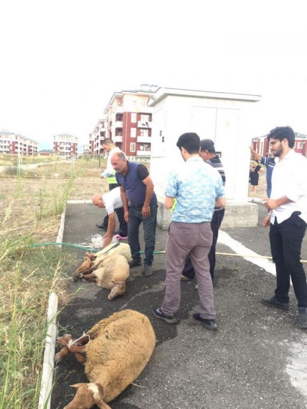 Avropa Türk Konfederasiyası Azərbaycanda qurban kəsdi - FOTOLAR