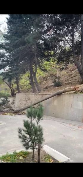 Bakıda güclü külək ağacları maşınların üzərinə aşırdı - FOTO