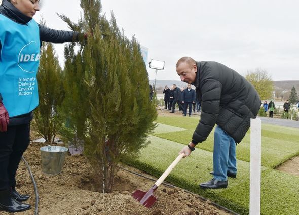 Prezident İlham Əliyev və Mehriban Əliyeva Şamaxıda ağacəkmə aksiyasında iştirak ediblər