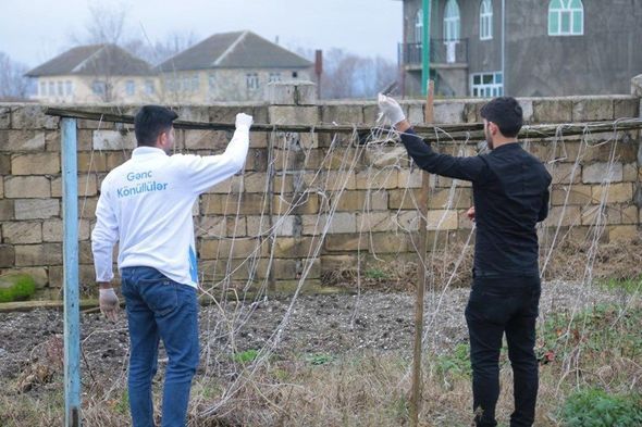 “Könüllü qonaq” təşəbbüsünə Lənkəran gəncləri də qoşuldu - FOTO