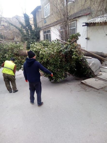 Bakıda əsən güclü külək altı ağacı aşırdı - FOTO