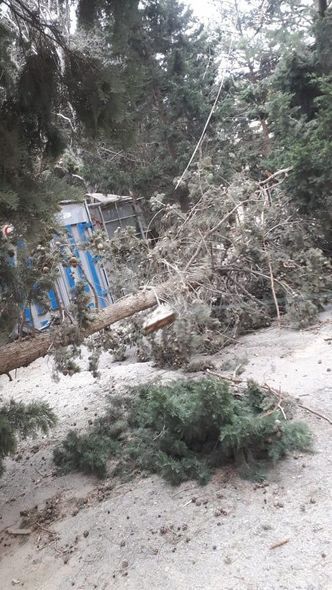 Bakıda əsən güclü külək altı ağacı aşırdı - FOTO