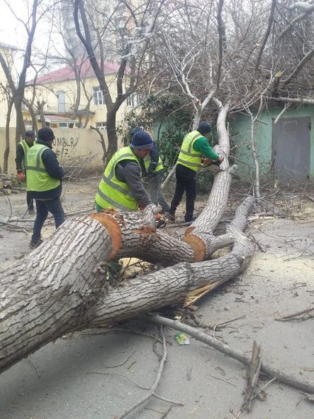Bakıda əsən güclü külək altı ağacı aşırdı - FOTO