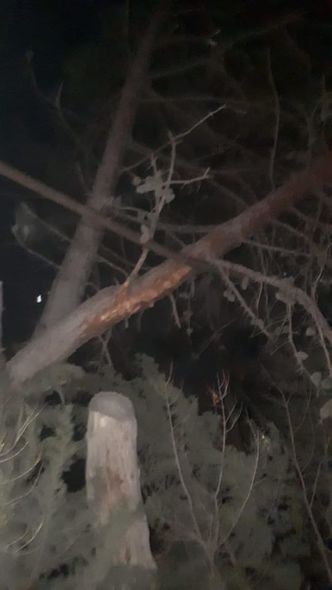 Güclü külək Bakıda ağacları aşırdı - FOTO