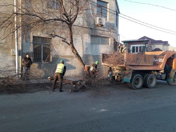 Güclü külək Bakıda ağacları aşırdı - FOTO
