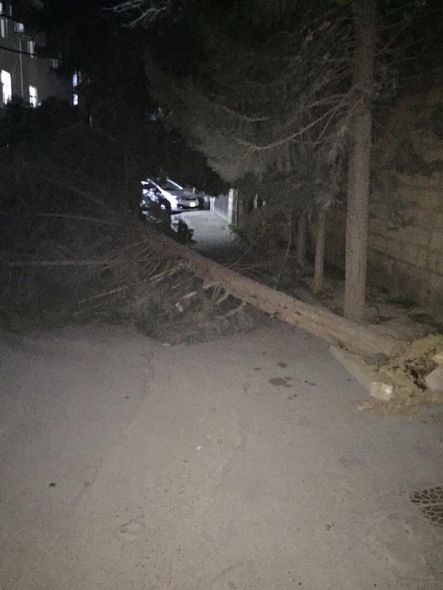 Güclü külək Bakıda ağacları aşırdı - FOTO