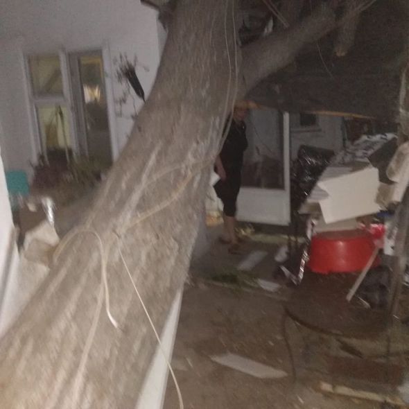 Güclü külək Bakıda ağacları aşırdı - FOTO